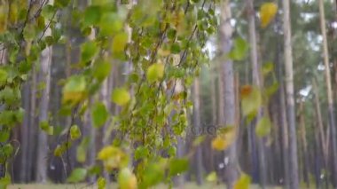 Huş ağacı dalları sonbahar ormanda rüzgardan sallanan. 4k, 3840 x 2160, Hd