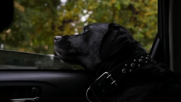 Un grosso cane nero cavalca in macchina, posando la testa sul finestrino, respirando aria fresca. rallentamento, HD, 1920x1080 — Video Stock