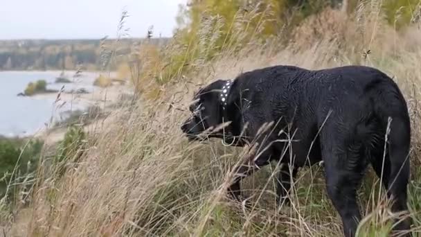 En stor svart hund står i högt gräs och ser ut in i hösten landskap. Slowmotion, Hd, 1920 x 1080 — Stockvideo