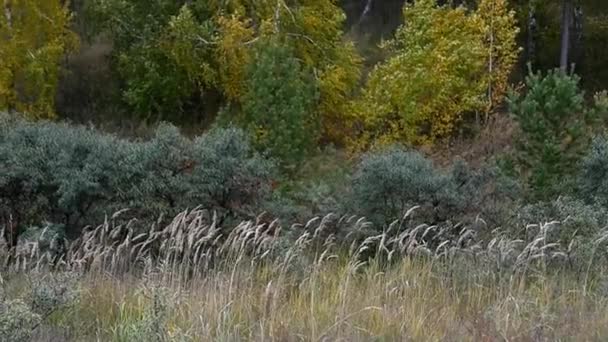 Осенний пейзаж зелёного и жёлтого листа. slowmotion, HD, 1920x1080 — стоковое видео