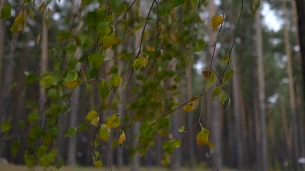 Birkenzweige mit gelben und grünen Blättern wiegen sich im Wind. Zeitlupe, hd, 1920x1080 — Stockvideo