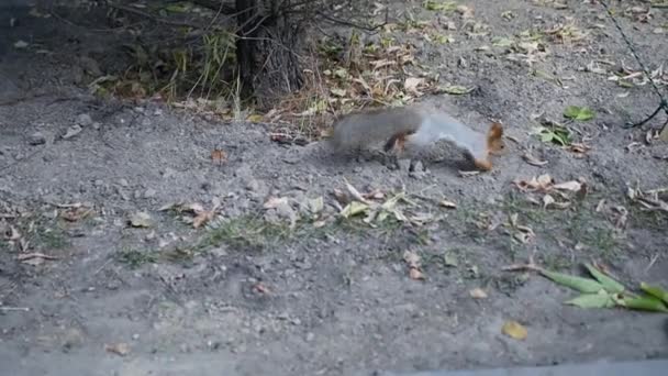 Squirrel with a fluffy tail jumps on the ground in an autumn park. slowmotion. HD. 1920x1080 — Stock Video