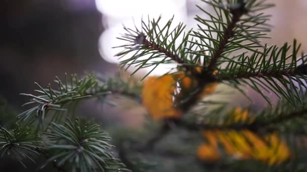 Branches vertes avec aiguilles d'épinette, feuilles jaunes, gros plan. Ralentis. HD. 1920x1080 