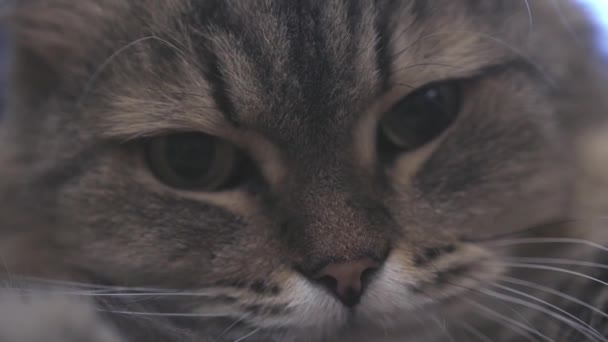 Gezicht van een pluizige Cyperse kat close-up. Slowmotion, Hd, 1920 x 1080 — Stockvideo