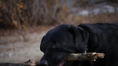 Ahşap büyük bir sopa ile oynayan siyah köpek. HD, 1920 x 1080, ağır çekim