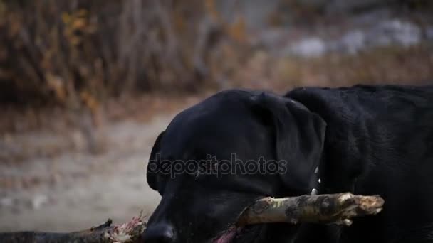 Μαύρος σκύλος παίζει με ένα μεγάλο ραβδί από ένα δέντρο. HD, 1920 x 1080, αργή κίνηση — Αρχείο Βίντεο