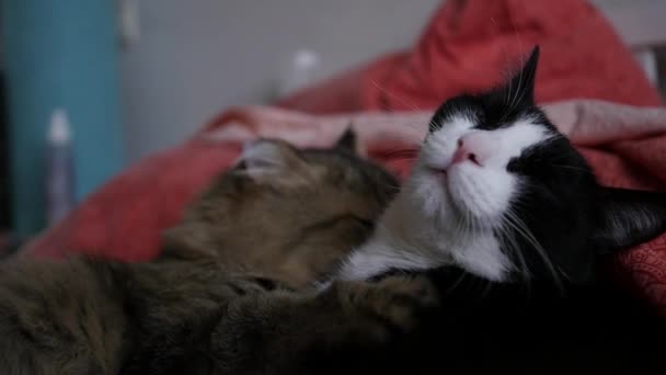 Zwei Katzen liegen auf dem Bett, die eine leckt, die andere freut sich. hd, 1920x1080, Zeitlupe — Stockvideo