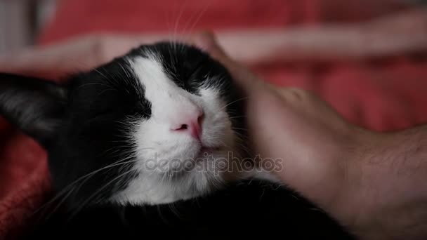 자 부드럽게 손을 침대에 고양이. 1920 x 1080. 전체 hd. 슬로우 모션. — 비디오