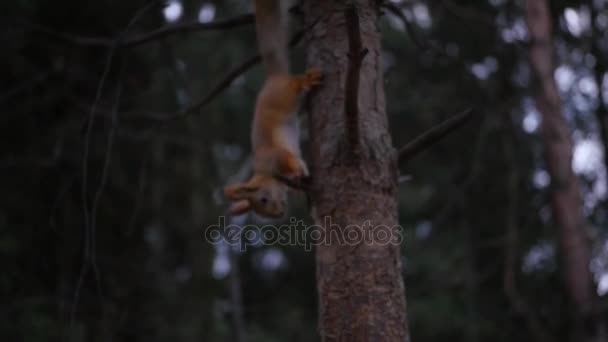 Red squirrel runs along the trunk of a tree in the autumn forest. HD, 1920x1080, slow motion — Stock Video