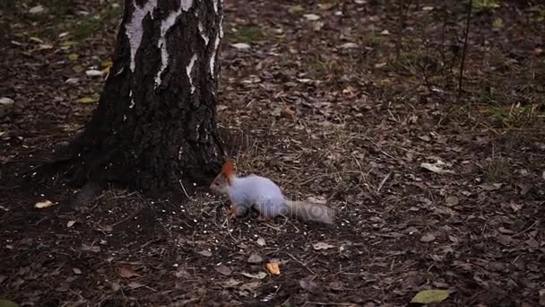 Squirrel eats nuts on the ground near birch. HD, 1920x1080, slow motion — Stock Video