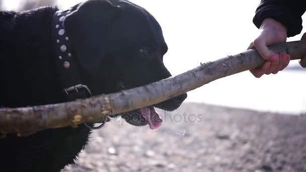 Een meisje is spelen met een hond in de natuur, een stok te houden, te trekken. HD, 1920 x 1080, slow-motion — Stockvideo