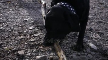 Büyük bir siyah köpek sahilde bir sopayla çalış, zor çeker. HD, 1920 x 1080, ağır çekim