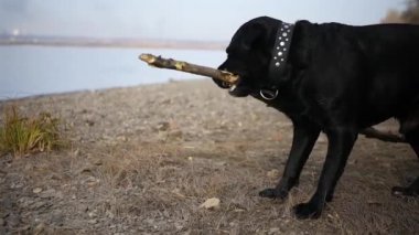Nehir kıyısında bir sopa ile oynayan siyah köpek. HD, 1920 x 1080, ağır çekim