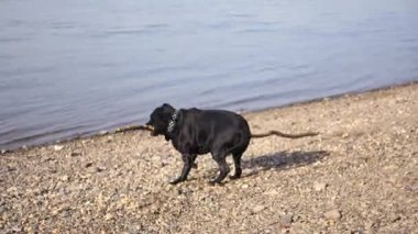 Mutlu bir köpek bir sopayla nehir kıyısında oynuyor. 3840 x 2160, 4k