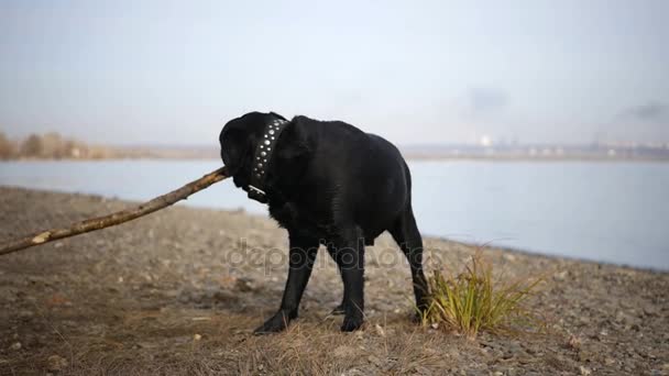 Мокрая собака играет с палкой на берегу реки. HD, 1920x1080, замедленная съемка — стоковое видео