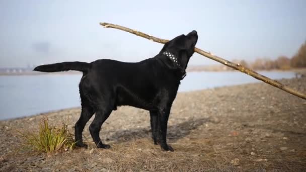 大型犬は、川の土手に杖で果たしています。Hd 1920 x 1080、スローモーション — ストック動画