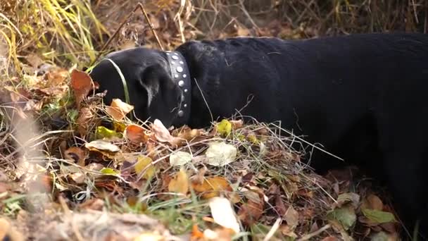 Un cane nero soddisfatto in una grande pila di foglie giallo autunno. HD, 1920x1080, rallentatore — Video Stock