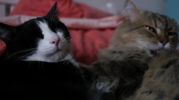 Twee pluizig grappige katten loungen op het bed. HD, 1920 x 1080, slow-motion — Stockvideo