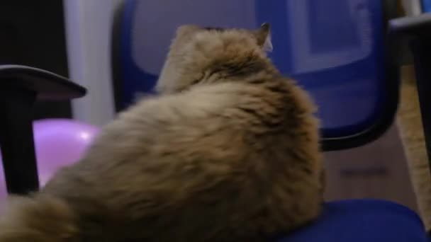 Draai een pluizige kat op een bureaustoel. 3840 x 2160, 4k — Stockvideo