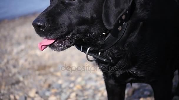 Um cão preto grande na margem do rio está bocejando, close-up. HD, 1920x1080, câmera lenta — Vídeo de Stock