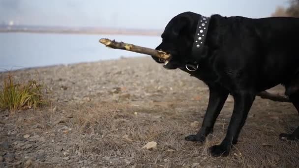 Черная собака играет с тростью на берегу реки. HD, 1920x1080, замедленная съемка — стоковое видео
