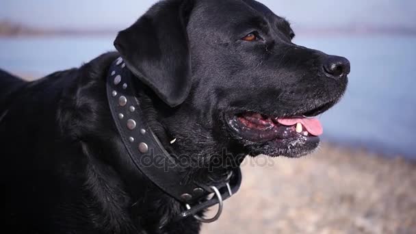 Прекрасная черная собака на берегу реки лает счастливо. HD, 1920x1080, замедленная съемка — стоковое видео