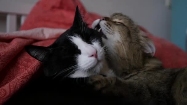 Zärtlichkeit zweier Katzen auf dem Bett, eine Katze leckt die andere. hd, 1920x1080, Zeitlupe — Stockvideo