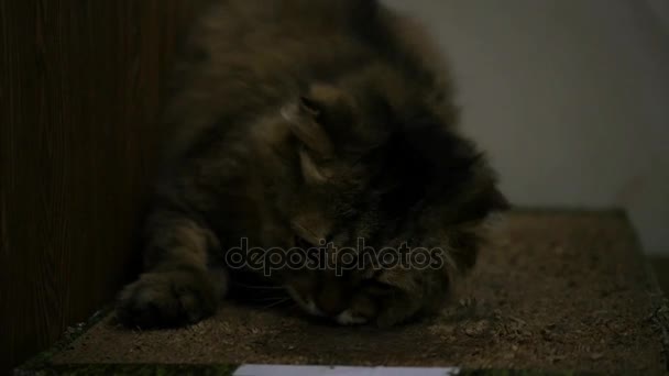 Fluffy chat frotte contre le carton à la menthe, jouit. En Haute Qualité, 1920 x 1080, au ralenti 