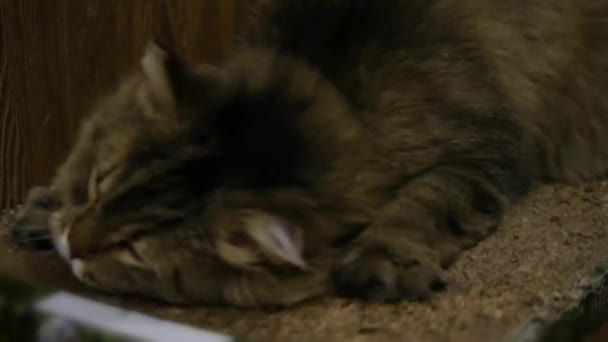 Un gato esponjoso con gran placer frota contra un cartón en una menta, disfruta. 3840x2160, 4K — Vídeos de Stock