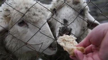 Ekmek elinden iki aç kuzular bir kafeste beslemek için. ağır çekim, 1920 x 1080, tam hd