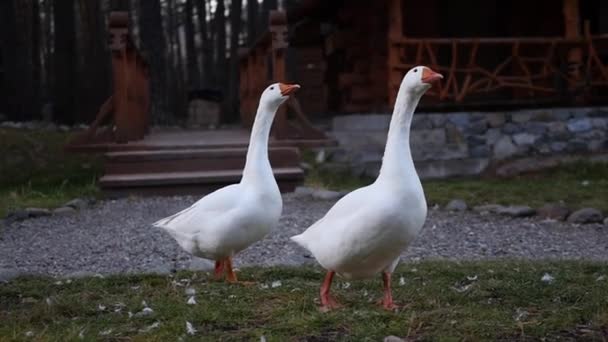 Two important white goose go through their territory and green grass. slow motion, 1920x1080, full hd — Stock Video