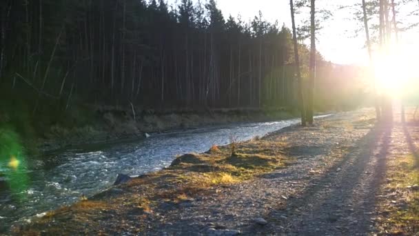 Beau coucher de soleil doré à travers les pins sur la rive de la rivière de montagne et la forêt de conifères. ralenti, 1920x1080, full hd — Video
