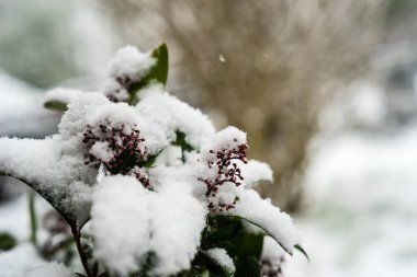 Skimmia karla kaplı