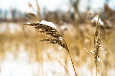 Kar ile kaplı saz tüyleri