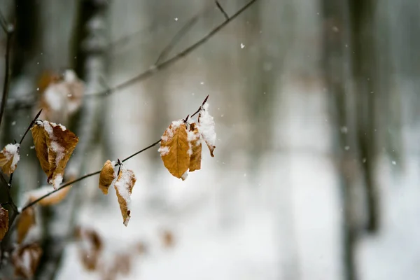 Hojas cubiertas de nieve en un bosque — Foto de Stock