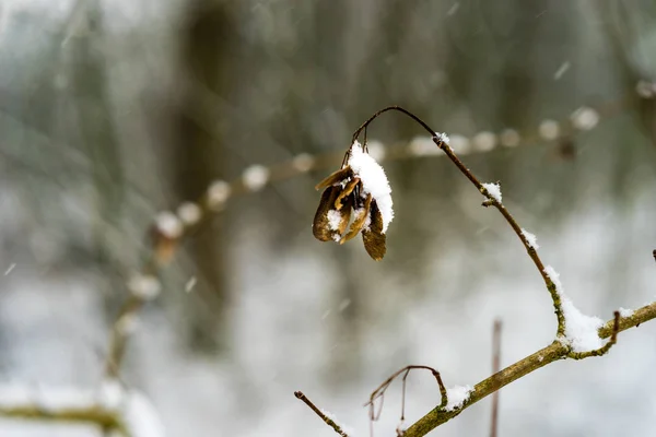 Sníh pokrytý zblízka — Stock fotografie