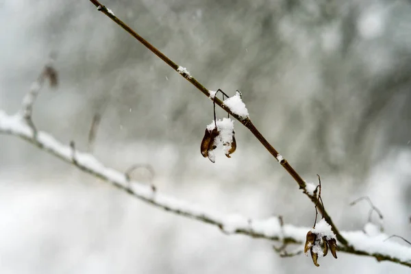 Śnieg pokryte zbliżenie — Zdjęcie stockowe