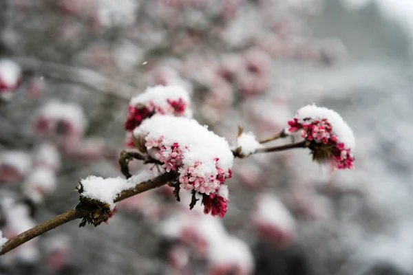 Flores cobertas de neve — Fotografia de Stock