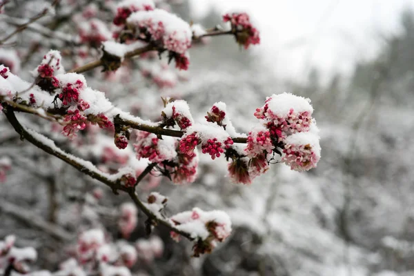 Flores cubiertas de nieve — Foto de Stock