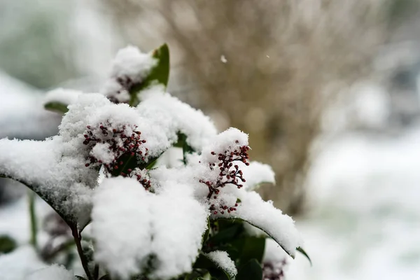 Skimmia pokryta śniegiem — Zdjęcie stockowe