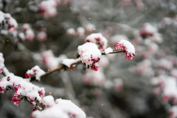 Bloesems bedekt met sneeuw Stockfoto