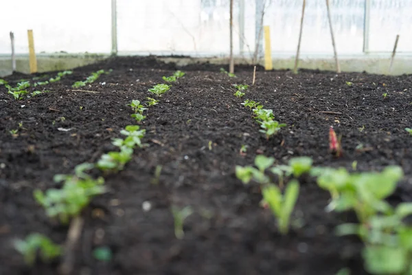 Seedlings in greenhouse — Zdjęcie stockowe