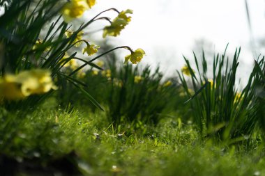 İçinde belgili tanımlık vahşi güneşli bir bahar çiçekleri