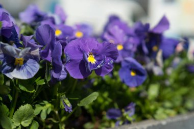 Altın gibi bir kalbi ile mavi keman