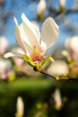 Tam Bloom bahar sırasında güzel Manolya