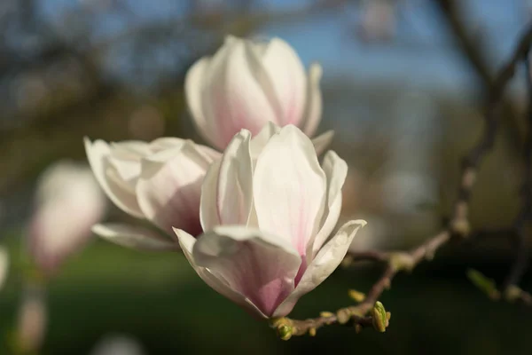 Belle Magnolia en pleine floraison au printemps — Photo