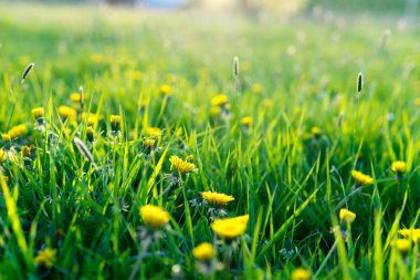 İçinde belgili tanımlık vahşi güneşli bir bahar çiçekleri