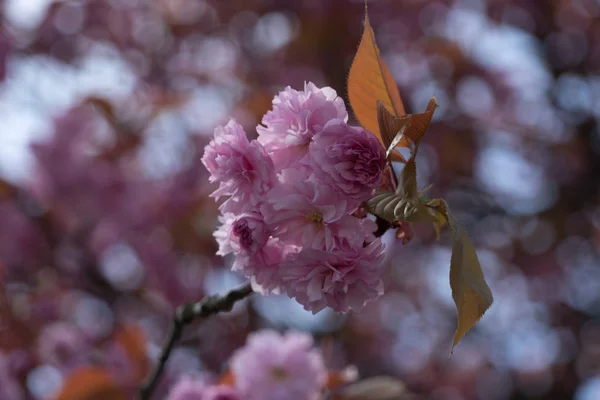 Fleurit en pleine floraison par une journée ensoleillée — Photo