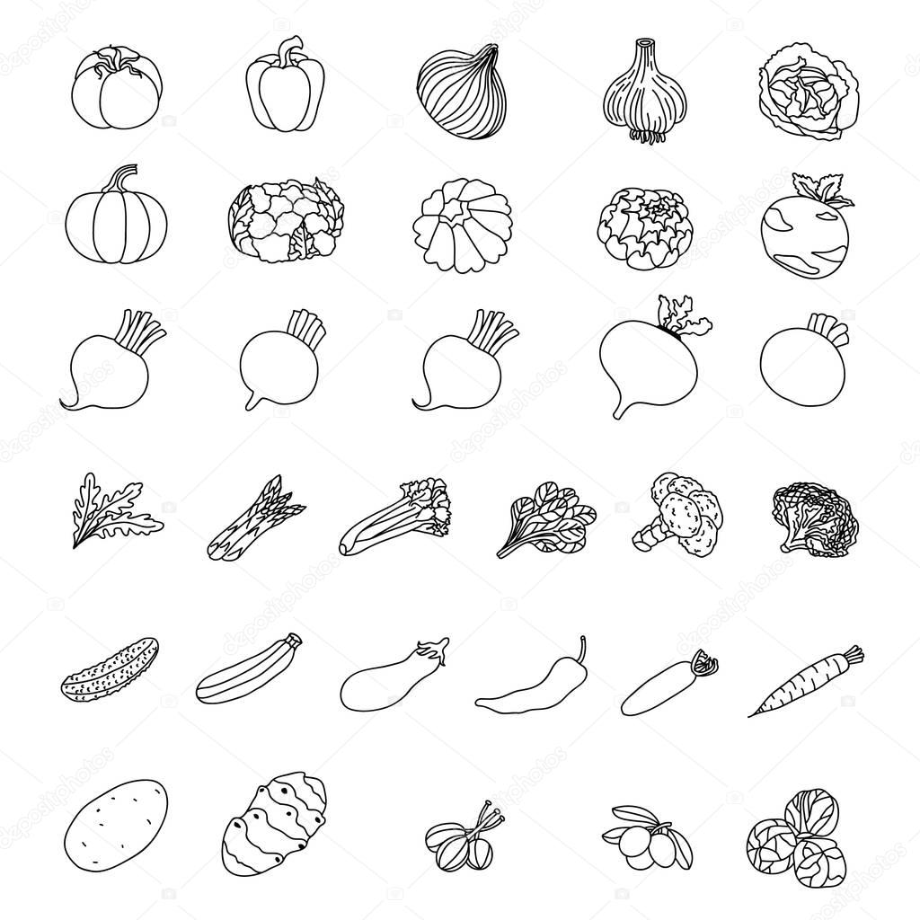 Vector icons of vegetables. Elements of products.