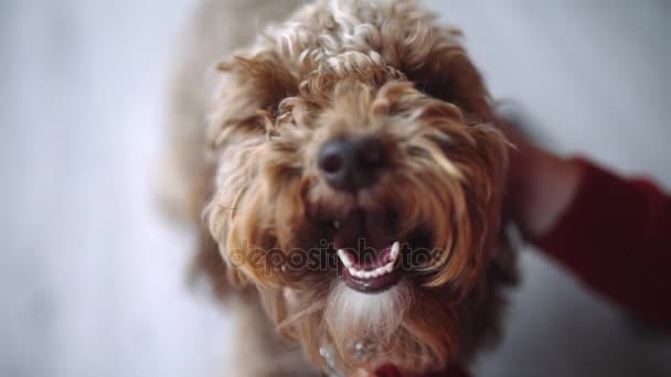 Girl strokes curly dog, smiling cur dog, Labradoodle looks to the camera — Stock Video